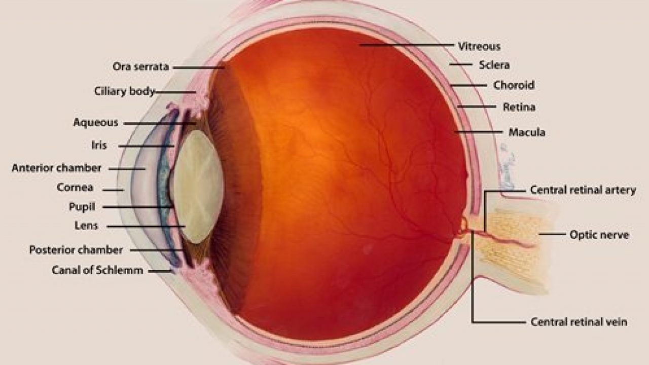 What Are The Symptoms of a Damaged Retina?